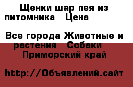 Щенки шар-пея из питомника › Цена ­ 15 000 - Все города Животные и растения » Собаки   . Приморский край